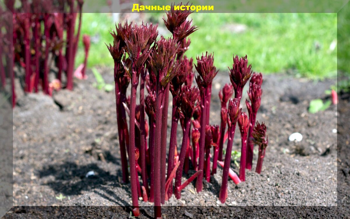 Как обеспечить пышное цветение пионов: секреты весенней подкормки