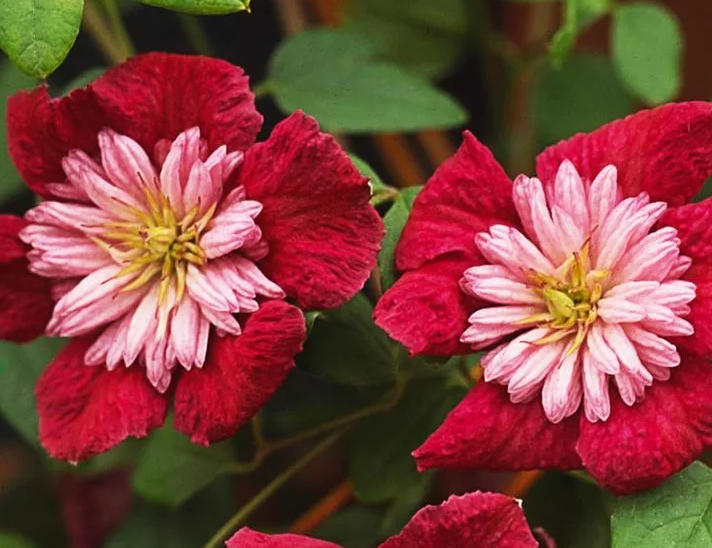 Секреты успешной подготовки клематисов к зиме