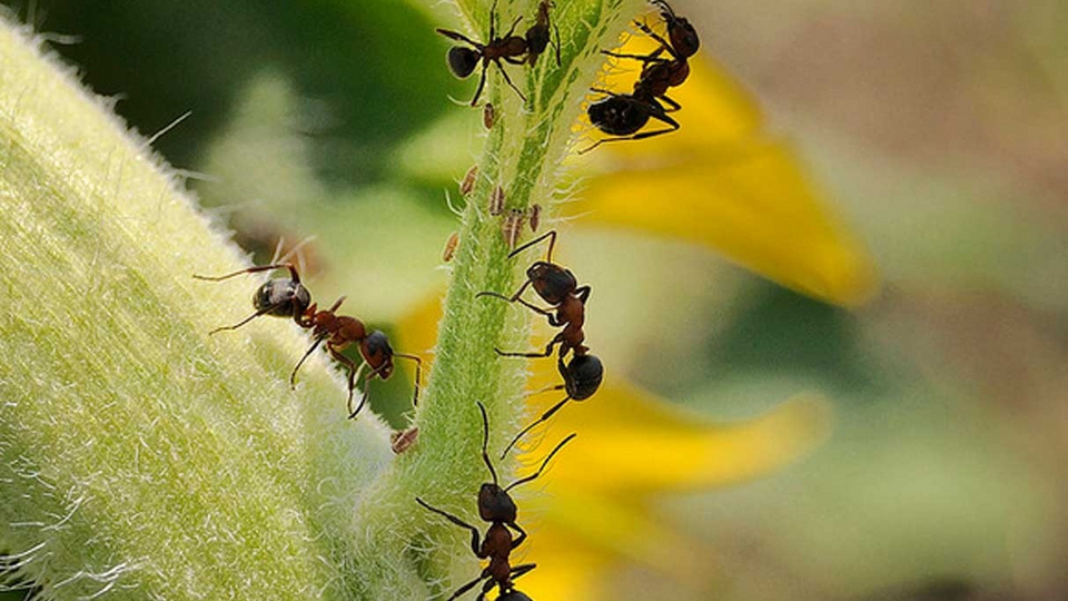 Как эффективно избавиться от муравьев на дачном участке: современные и народные методы