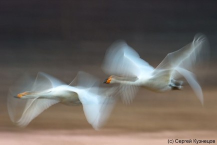 В Горно-Алтайске открылась фотовыставка «Живой мир»