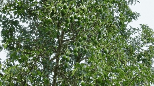 Необычные факты о пользе авокадо: от истории до экологии