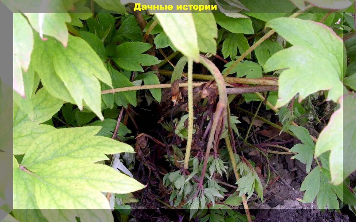 Когда поники пионы: Как спасти любимые цветы от грибковых заболеваний