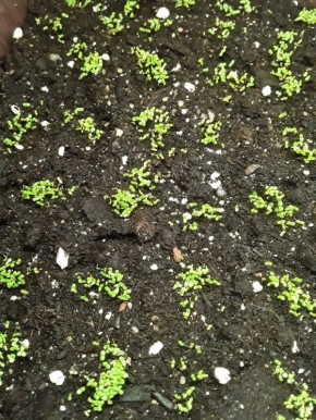 ��� ��������� �������: ������ �� ��������� �����������