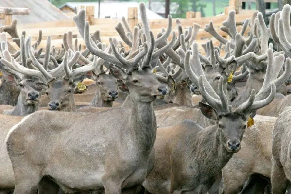 ��������� ���������: � ������������ ��� ��������������� ��������� ���������� ����� ����� ������ ������ �� ��������� ��������