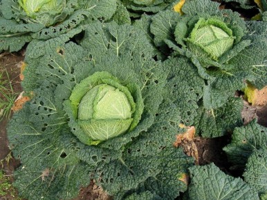 Пять растений, с которыми капусте не по пути