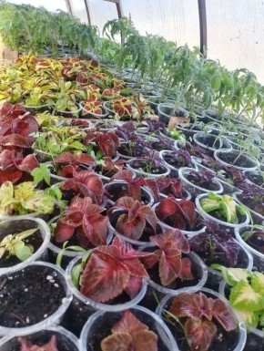 Семья Никиты и Анжелы Левиных из Паспаула к огородному сезону готовы – они вырастили рассаду и открыли сезон продаж