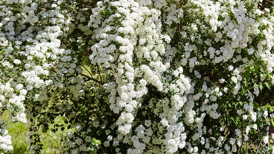 Спирея Вангутта: как создать цветущий оазис на вашем участке