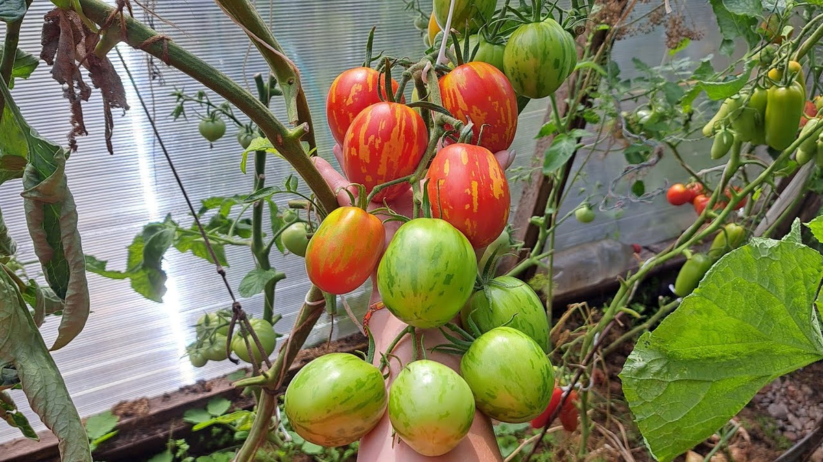 Как вырастить идеальные помидоры в 2026 году: секреты успешного урожая