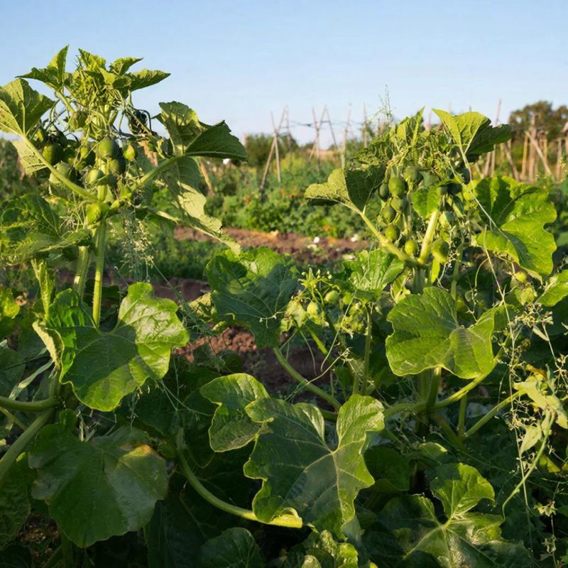 ��������� ���������: ����� �������� ������� �������� ����� �����