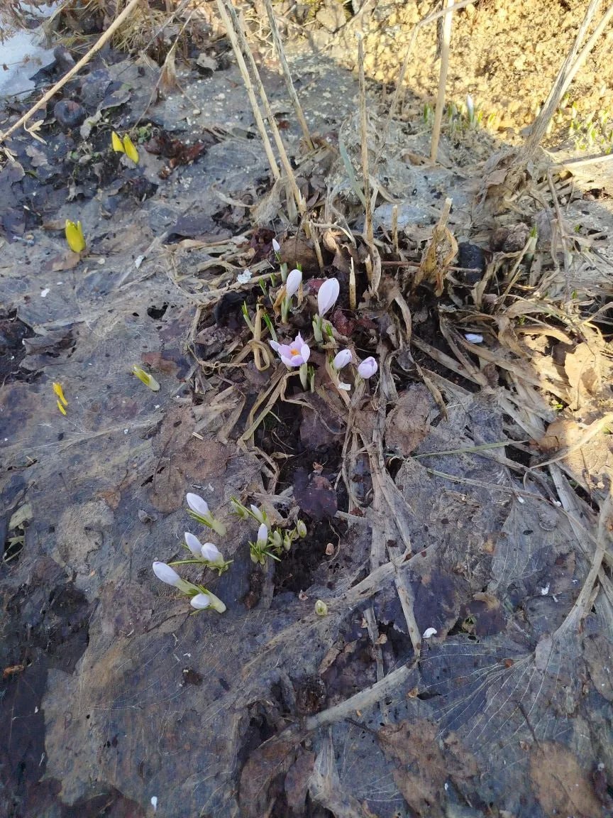 Турочак. Первые крокусы