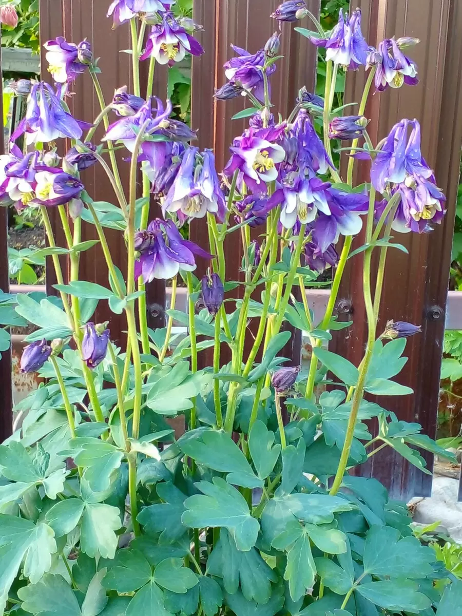 Неприхотливая аквилегия: природа дарит красоту даже без заботы