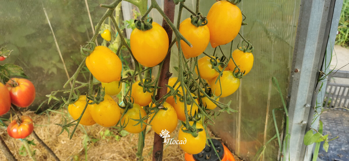 Желтые помидоры: история неудач и неожиданные находки садоводов