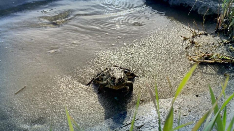 ��� ������������ ������� ����� ����������: �������� ������