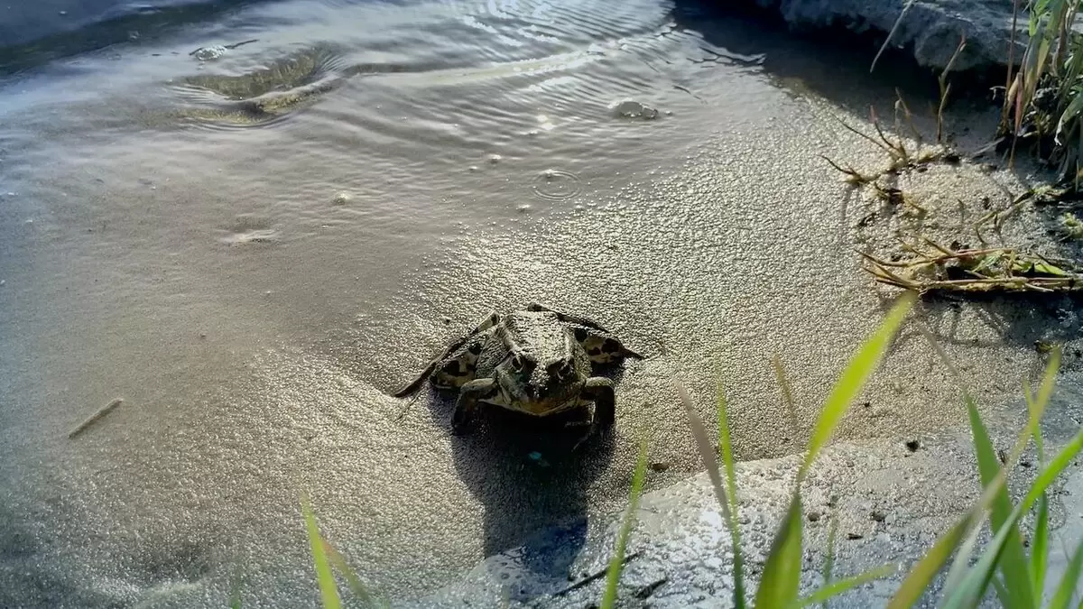 Как восстановить участок после наводнения: полезные советы