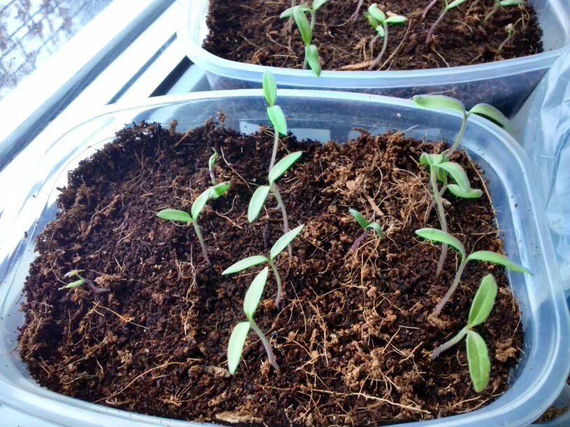 ����� ����� ������ ������ � ����������: ������� ��������� �����������