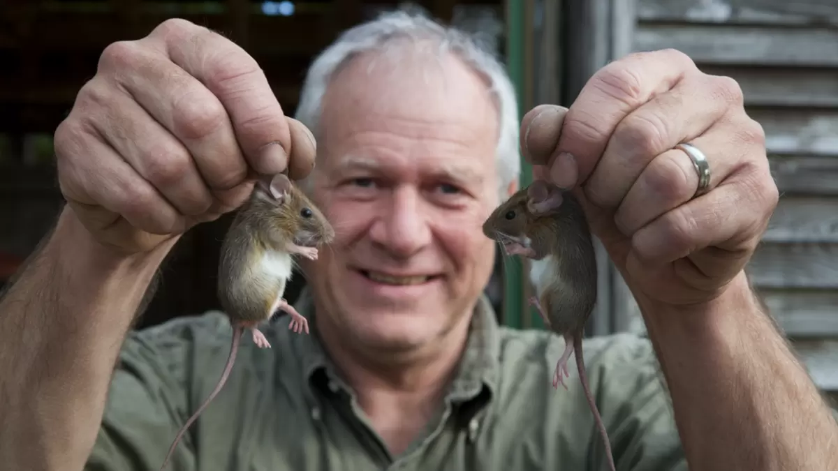 Как избавиться от мышей без химии: эффективный и безопасный рецепт