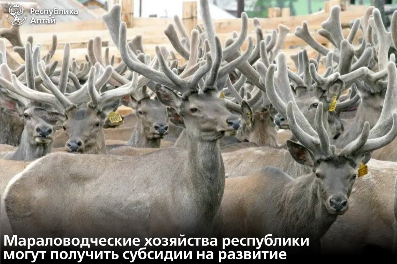 В Республике Алтай стартовал прием заявок на субсидии для мараловодческих хозяйств