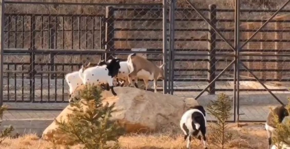 Козлики в "Карыме" навели суету