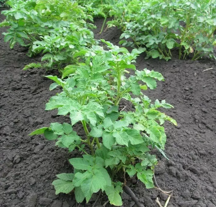 Три главные угрозы для картофельного урожая в конце лета