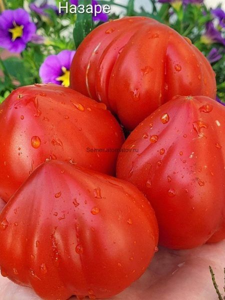 ����� ������: ������� ����������� ������ ������� ������