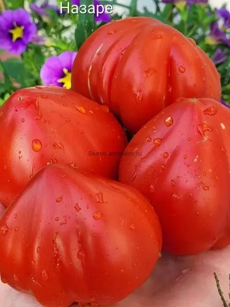 Томат Назаре: секреты устойчивого урожая вкусных плодов