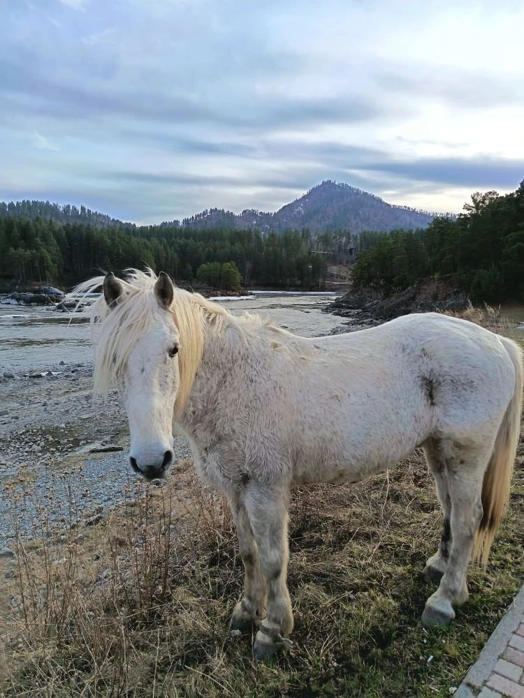 Натуральный блондин - в Манжероке он один От подписчика