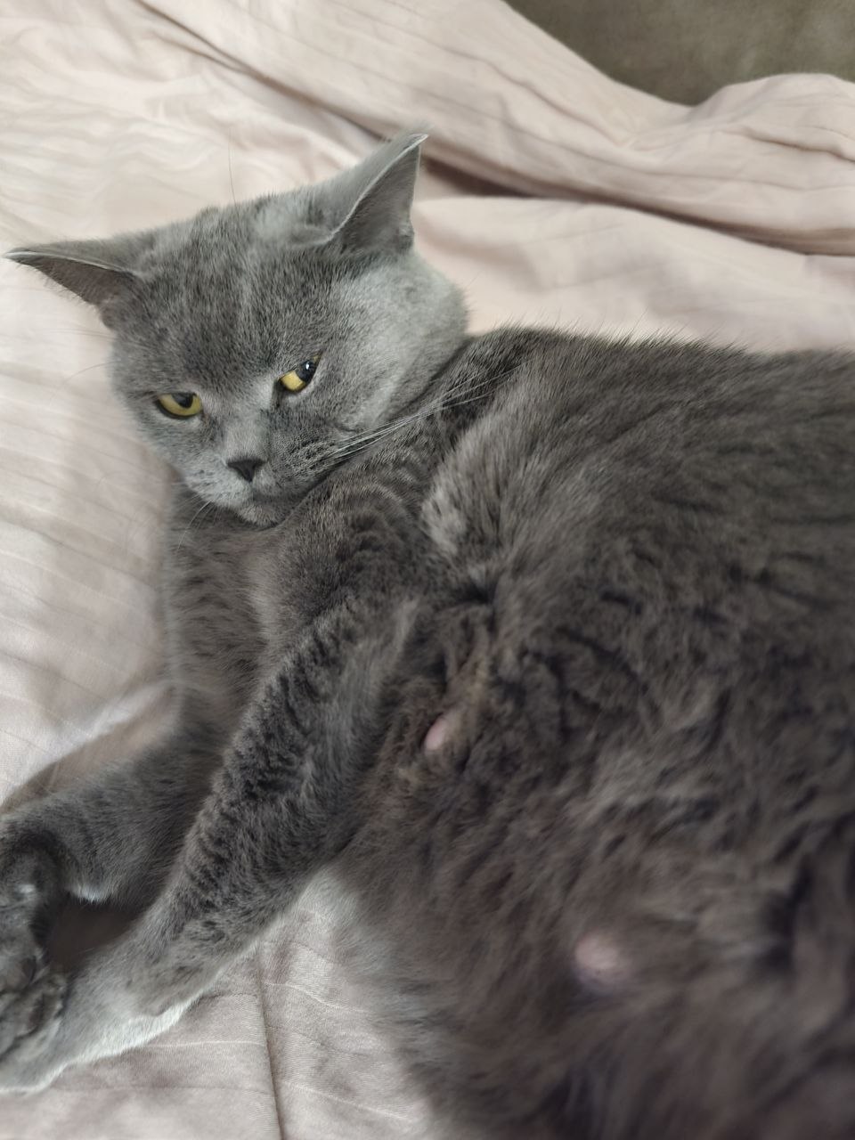 ПРОПАЛА КОШКА ПОМОГИТЕ НАЙТИ! ПРОПАЛА КОШКА ПОМОГИТЕ НАЙТИ!