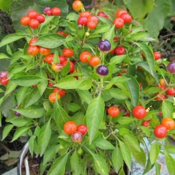 ����� ����� ����: ������ ��������� ��� ������ ���� � ����