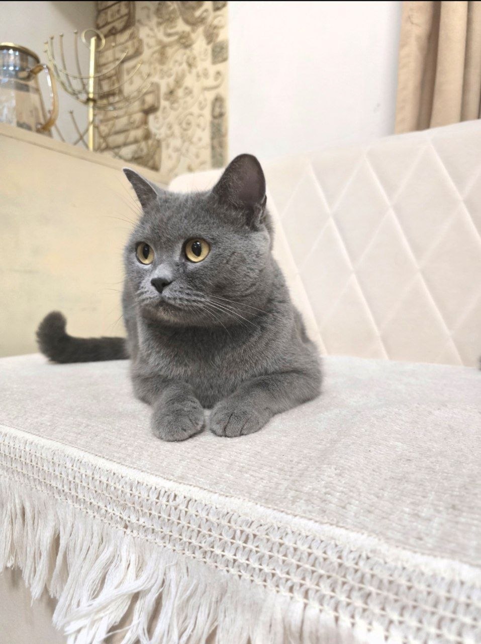 ПРОПАЛА КОШКА ПОМОГИТЕ НАЙТИ!