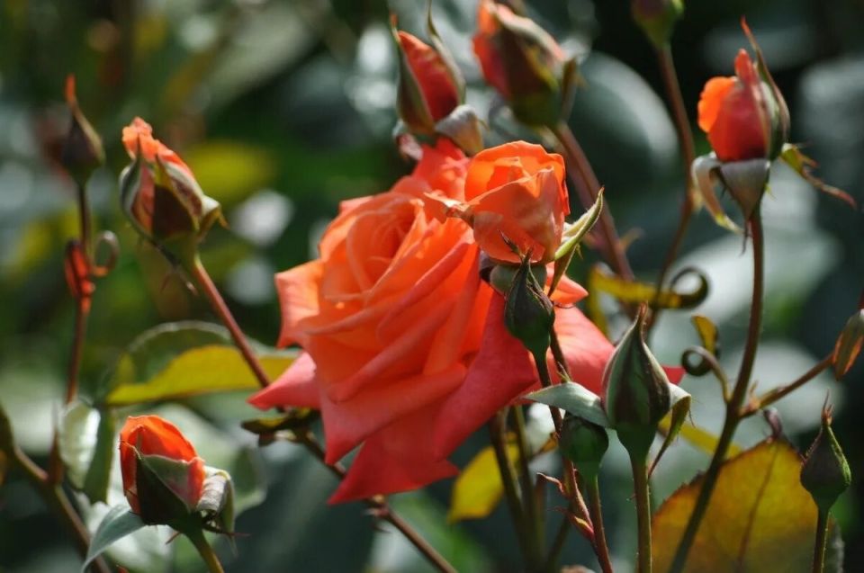 ���� �� ������ � �������