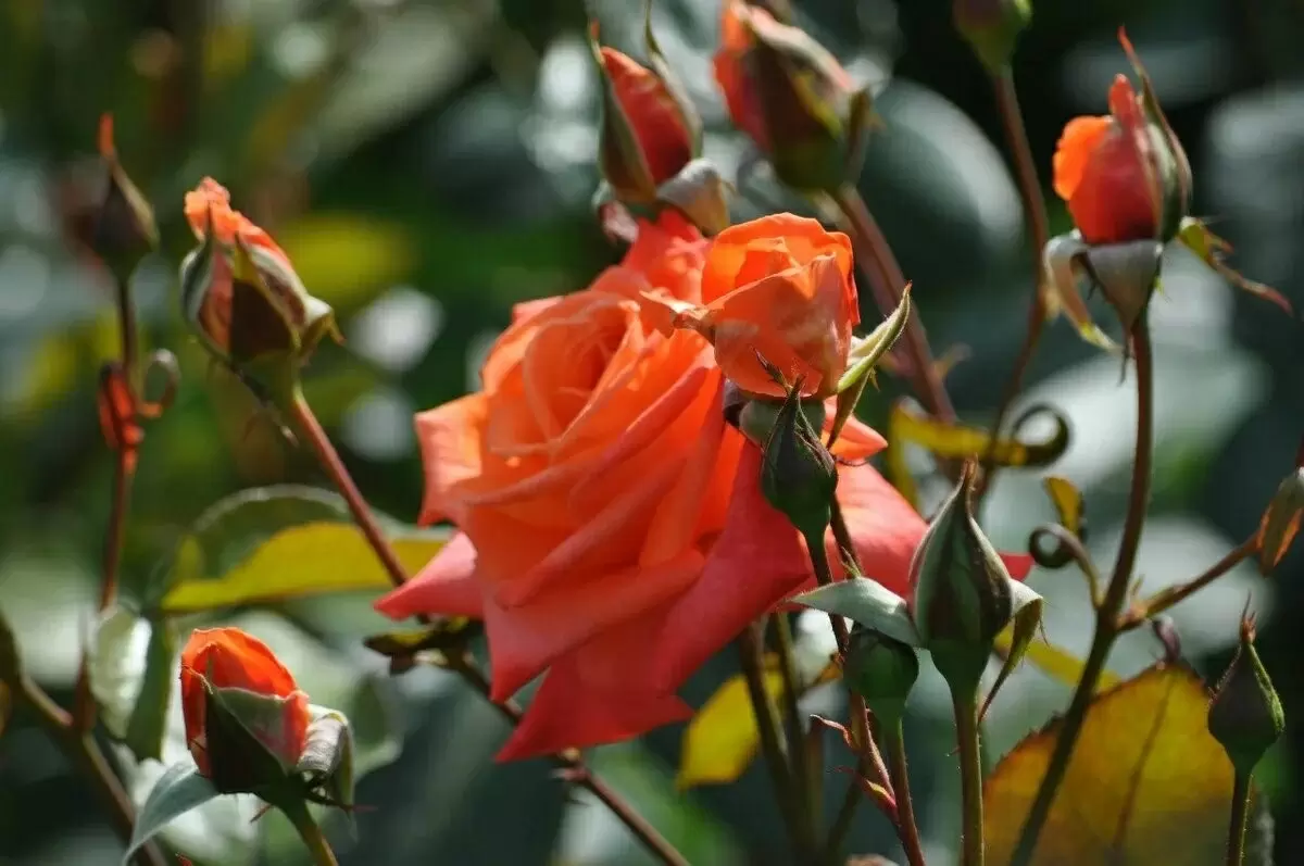 Уход за розами в августе