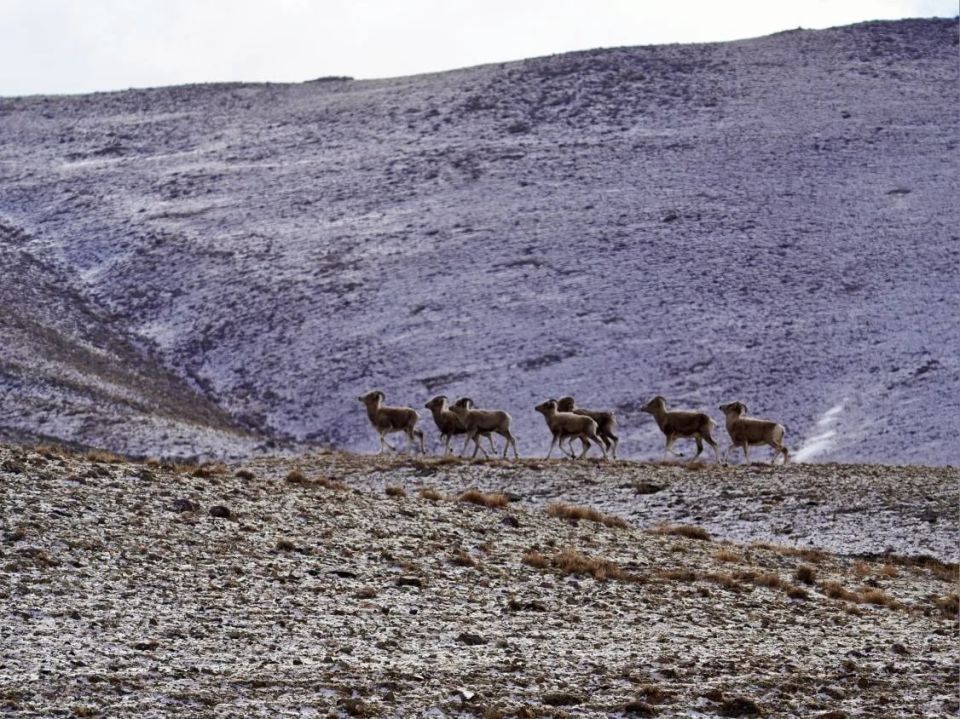 ������ ���������� �������� ���