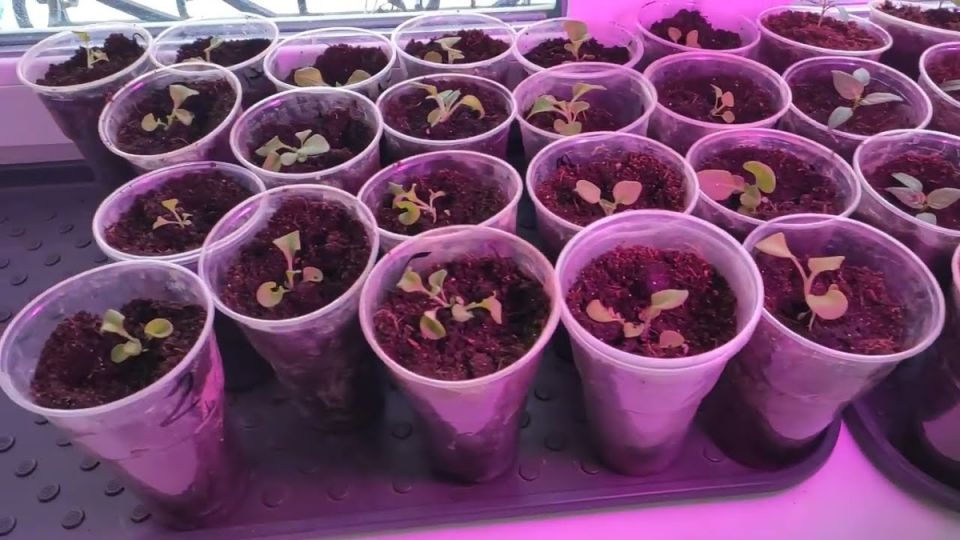 ����������� ���������� 100 ����������� �� �����������: ������� ��������� �����������