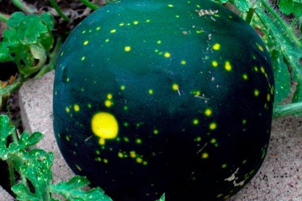 ������ �����: ����� ���������� �����