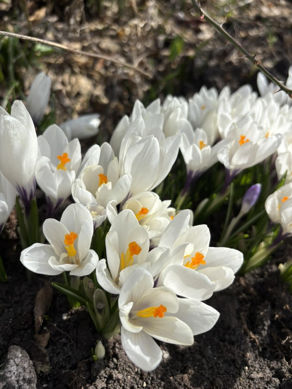 Весенних красок в ленту. Фото: Елена Неудахина Весенних красок в ленту. Фото: Елена Неудахина