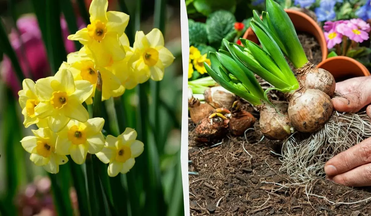 Уход за нарциссами после цветения: советы для настоящих садоводов