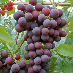 �������� ������: ������ ���� � ��������� ������ � ������������ ����������������