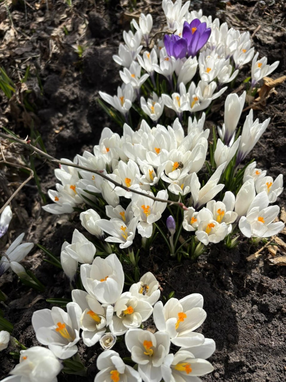 Весенних красок в ленту. Фото: Елена Неудахина