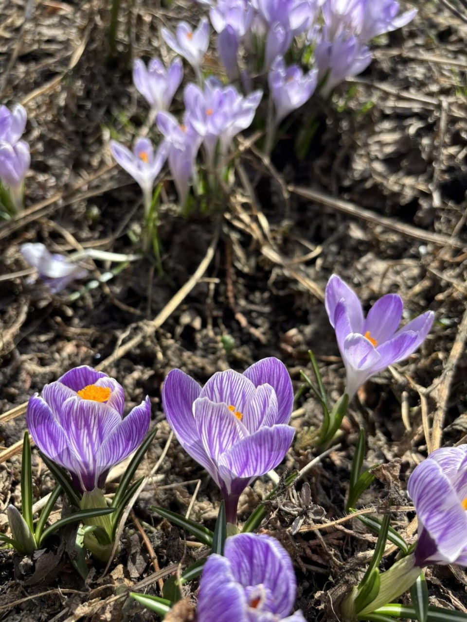 Весенних красок в ленту. Фото: Елена Неудахина Весенних красок в ленту. Фото: Елена Неудахина