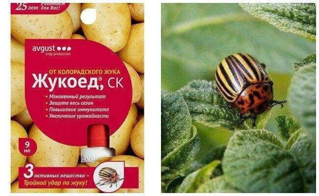 ��� ���������� ���������� � ����������� ����� � ������ ������