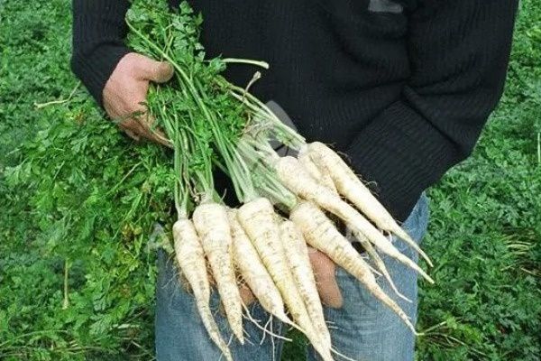 �������� ���: ��������� ������ �������