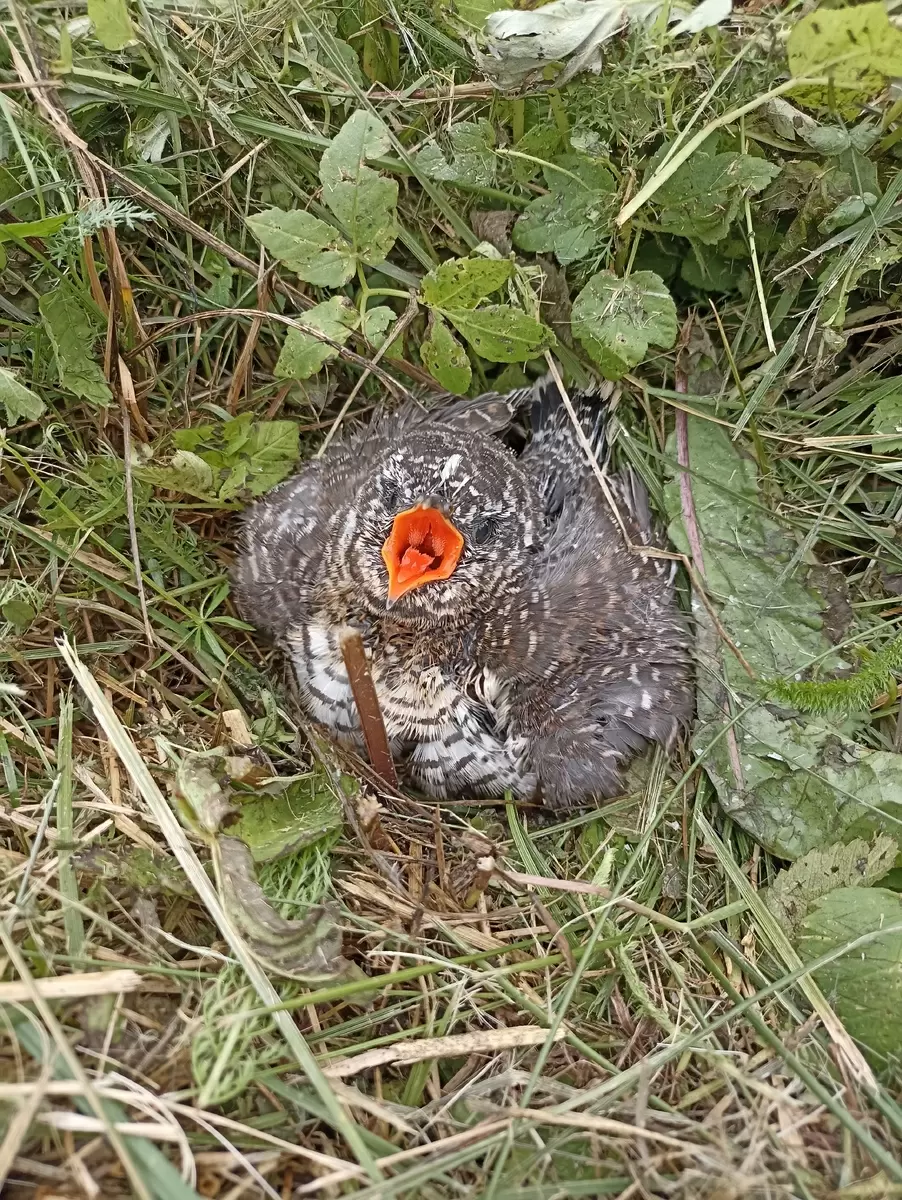 Скрытая жизнь кукушки: неожиданные встречи на дачном участке