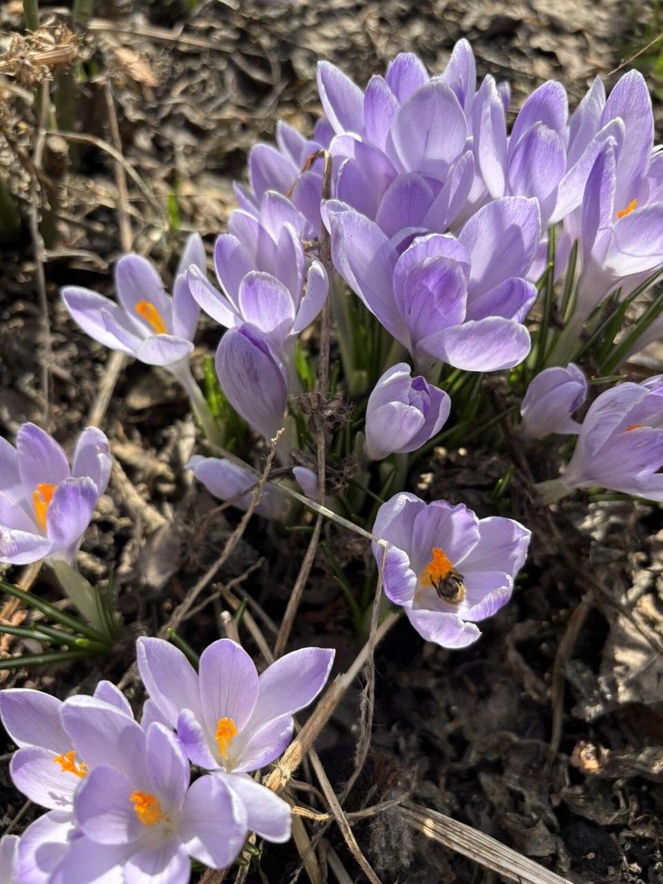Весенних красок в ленту. Фото: Елена Неудахина Весенних красок в ленту. Фото: Елена Неудахина