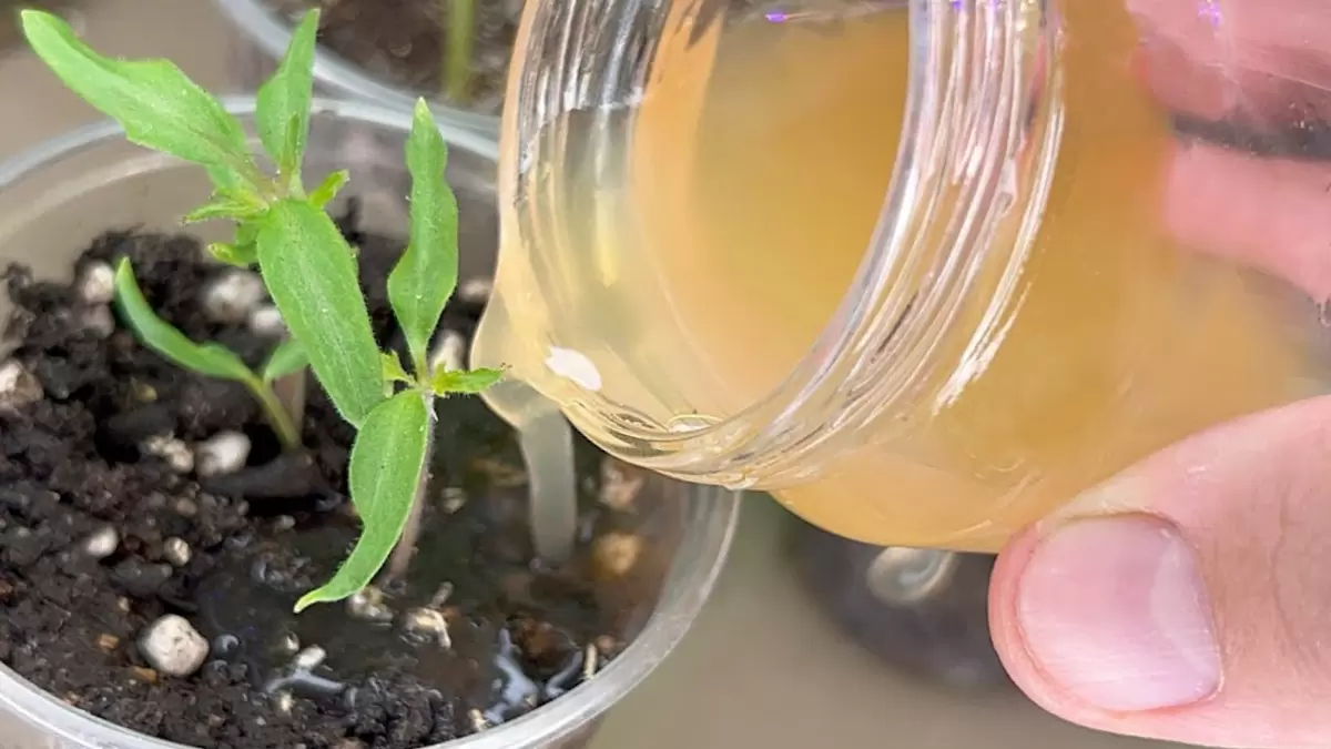 Как правильно ухаживать за рассадой томатов в первые две недели