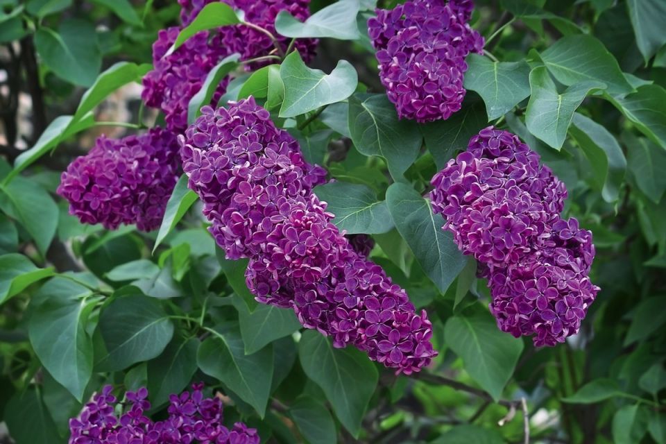 ��� ������� ��������� ��������� ���: ������ ���� ��� ������ ��������