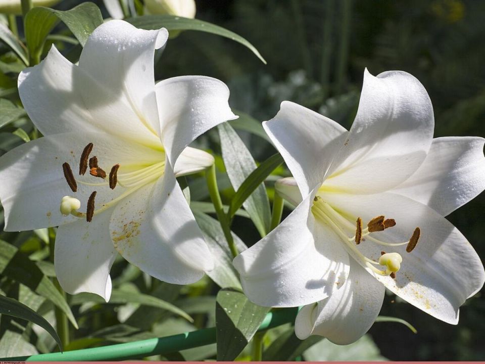 �����, ������� ����� �������� ������ ��� ������� ������� ������