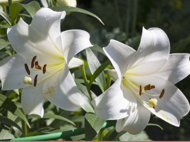 �����, ������� ����� �������� ������ ��� ������� ������� ������