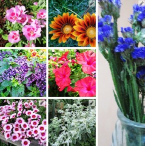Секреты вечной красоты: 7 однолетних цветов для вашего сада