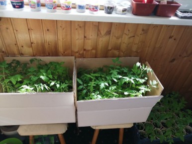 Как майские заморозки повлияли на сад: что выжило, а что нет