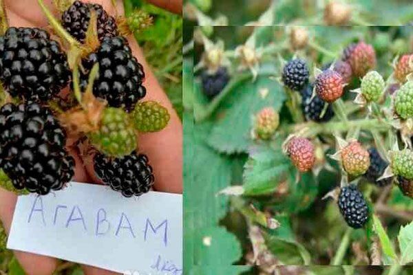 ������ ������� ������ �������� ��������� ����� �������� � 2025 ����